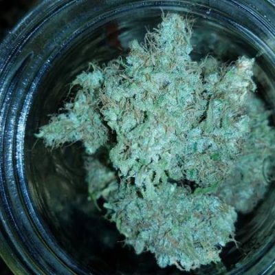 Double Glock Weed Strain UK
